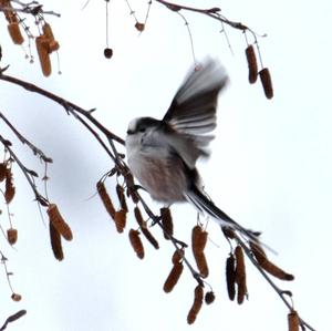 Long-tailed Tit