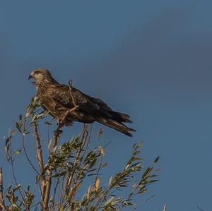 Black Kite