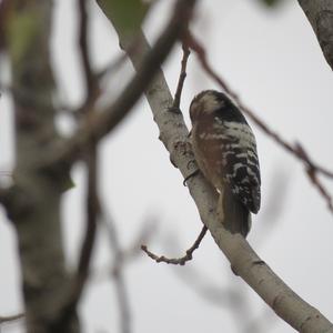 Lesser Spotted Woodpecker