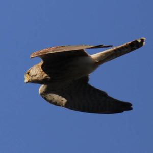 Common Kestrel