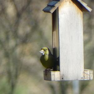 European Greenfinch