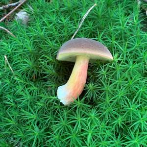 Red-cracked Bolete