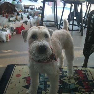 Soft Coated Wheaten Terrier