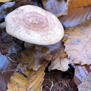 Yellowdrop Milk Cap