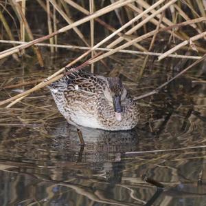 Mallard