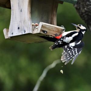 Great Spotted Woodpecker