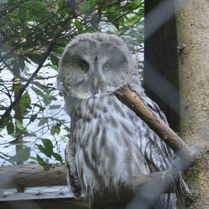 Great Grey Owl