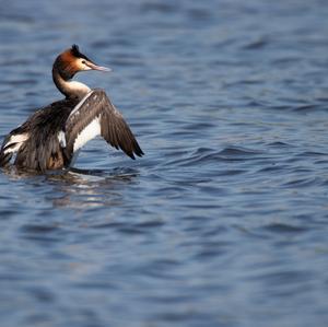 Great Crested Grebe