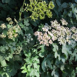 Hogweed (Common)