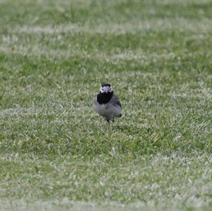 White Wagtail