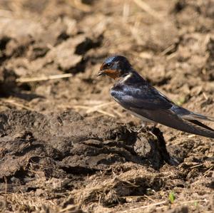 Barn Swallow