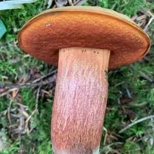 Dotted-stem Bolete