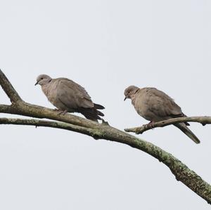 Eurasian Collared-dove