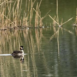 Great Crested Grebe