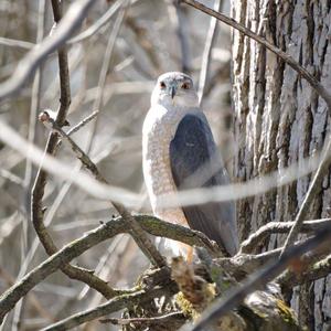 Northern Goshawk