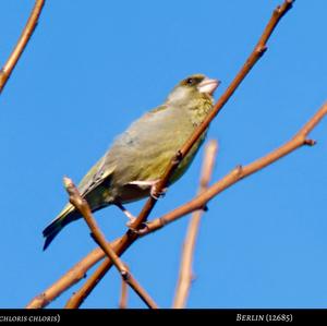 European Greenfinch