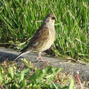 Eurasian Linnet