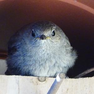 Common Redstart