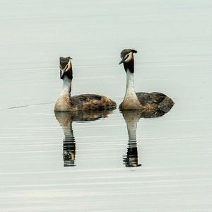 Great Crested Grebe