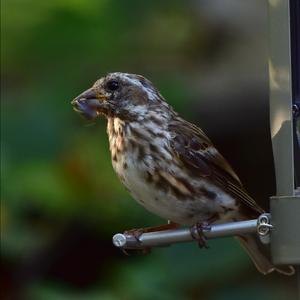 Purple Finch