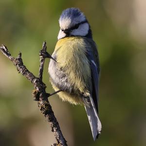 Blue Tit