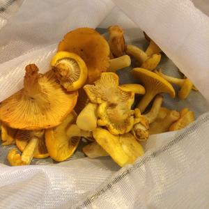 Chanterelle, Common