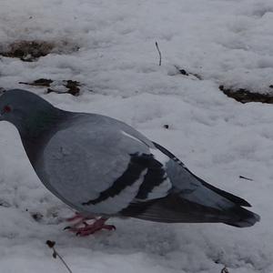 Rock Pigeon