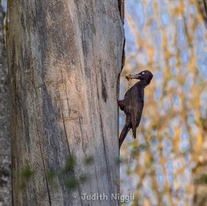 Black woodpecker