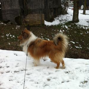 Rough Collie