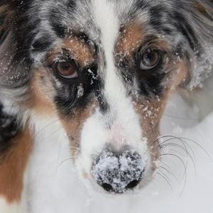 Australian Shepherd