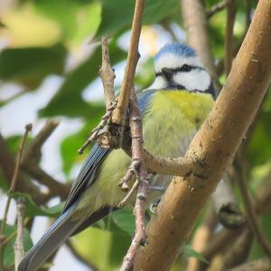 Blue Tit