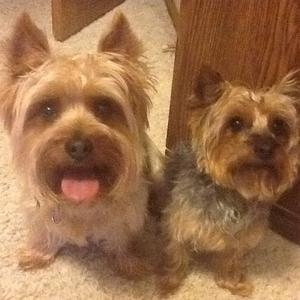 Australian Silky Terrier