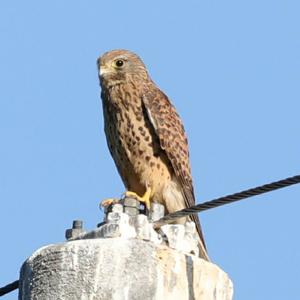 Common Kestrel