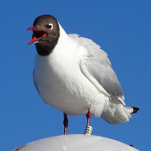 Black-headed Gull