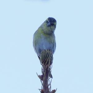 Eurasian Siskin