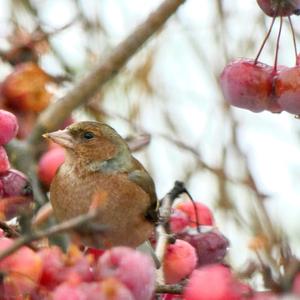 Eurasian Chaffinch