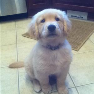 Retriever (Golden)