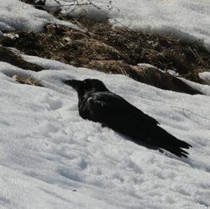 Common Raven