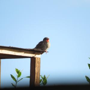 House Sparrow