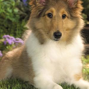 Rough Collie