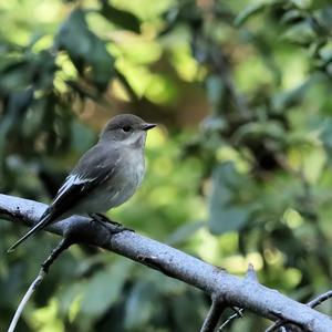 European Pied Flycatcher