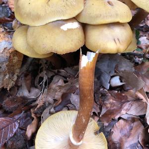 Honey Fungus