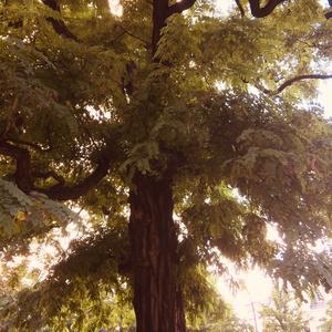 Black Locust