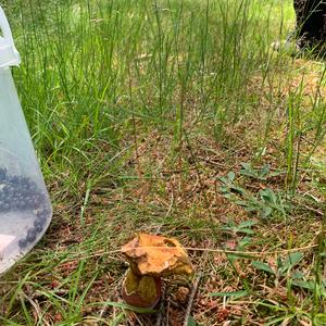 Dotted-stem Bolete