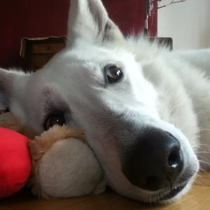 Berger Blanc Suisse