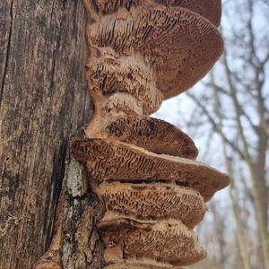 Thick-maze Oak polypore