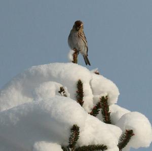 Common Redpoll