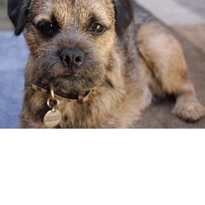 Border Terrier