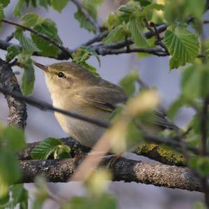 Common Chiffchaff