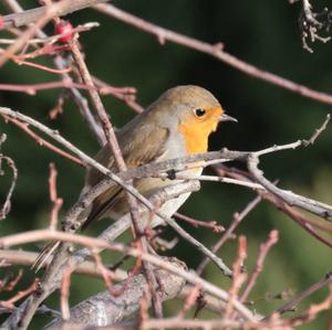 European Robin